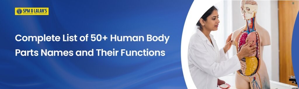 human body parts