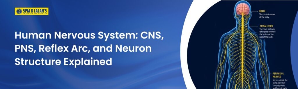 Human Nervous System