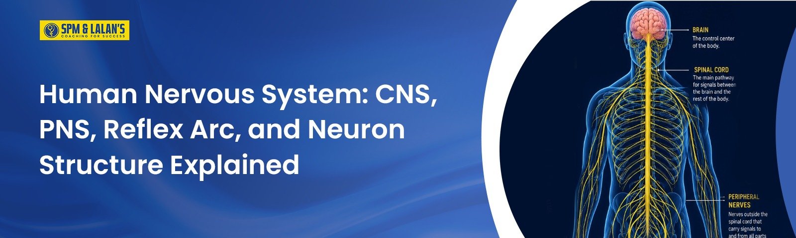 Human Nervous System: CNS, PNS, Reflex Arc, and Neuron Structure Explained 