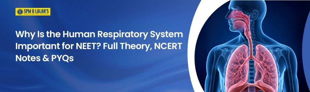 human respiratory system