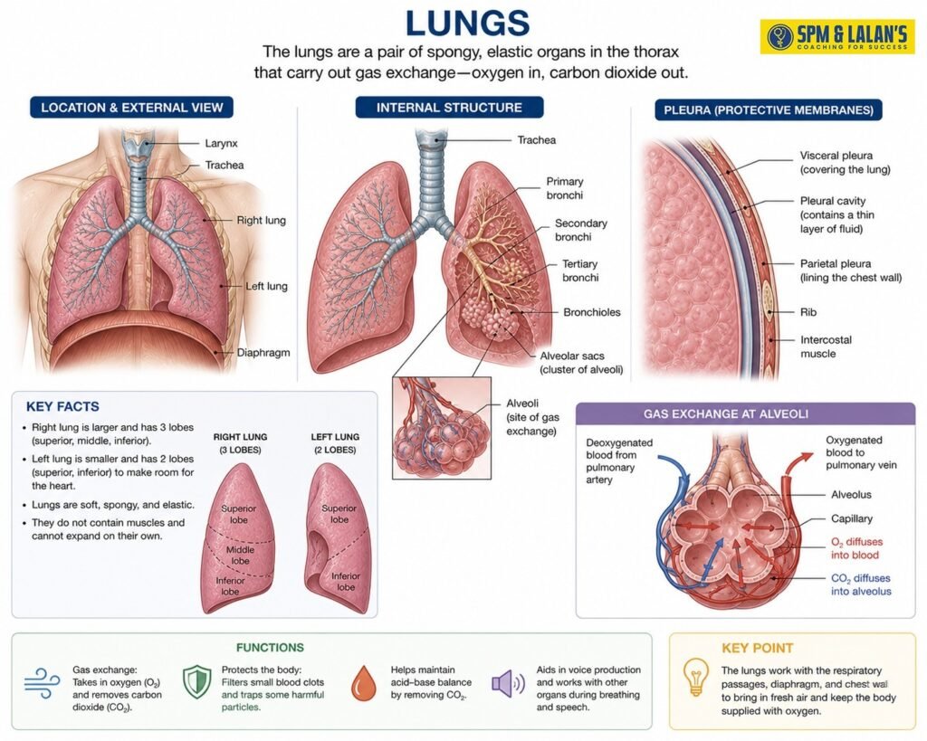 human respiratory system 