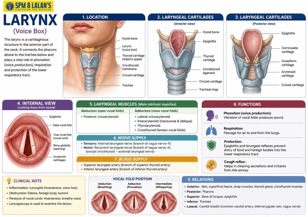 human respiratory system 