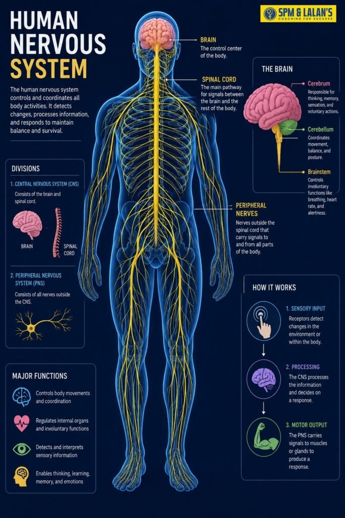 Human Nervous System